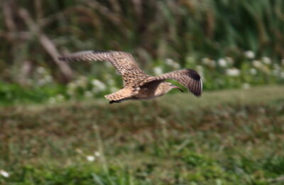 Foto de Zarapito polinésico (Numenius tahitiensis), familia Scolopacidae, aves de Chile