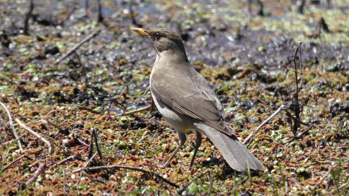 Foto de Zorzal argentino (Turdus amaurochalinus), familia Turdidae, aves de Chile