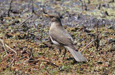 Foto de Zorzal argentino (Turdus amaurochalinus), familia Turdidae, aves de Chile