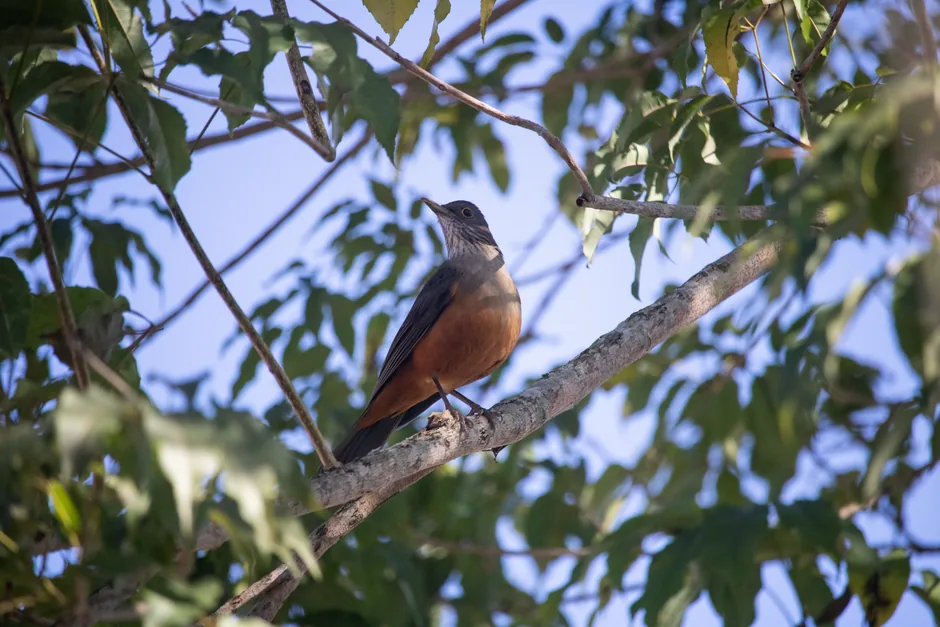 Zorzal colorado (Turdus rufiventris): qué es, canto y significado (Guía 2026) | avesnativaschilenas.cl