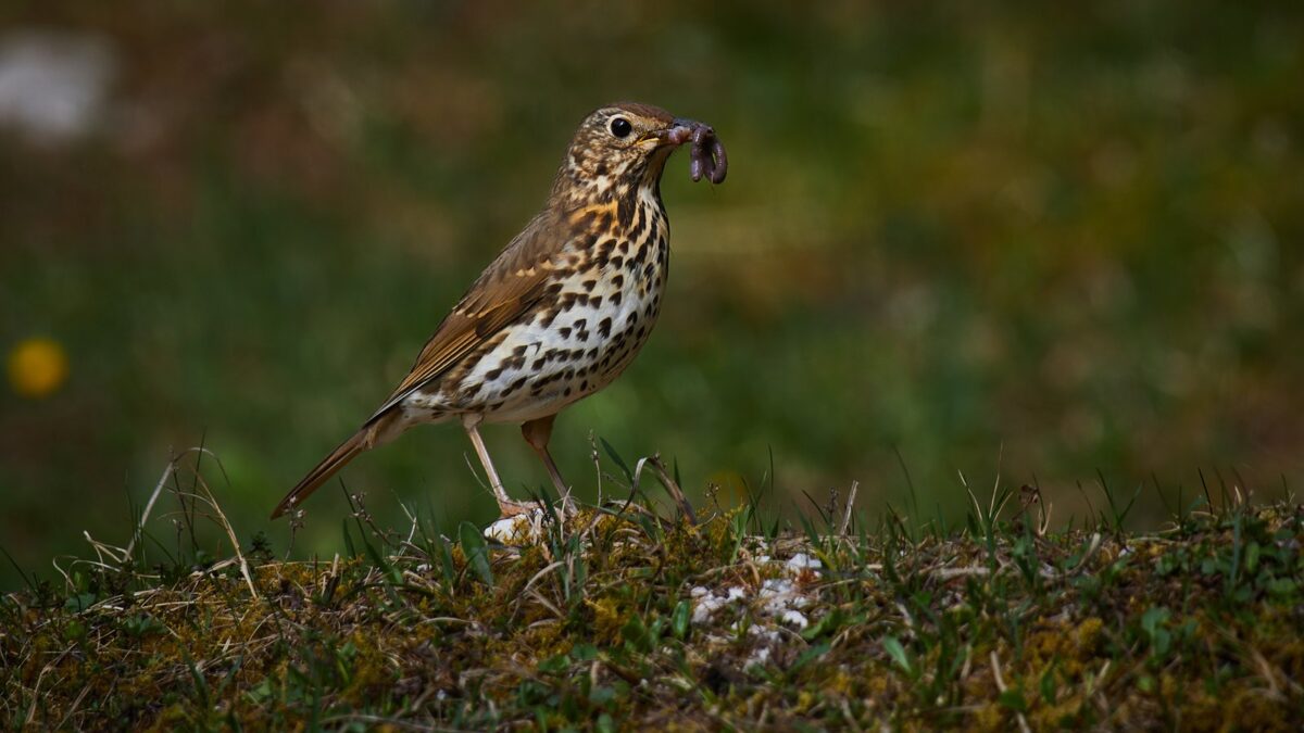 Foto de Zorzal Común (Turdus philomelos), familia Turdidae, aves de Chile