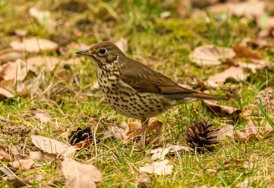 Zorzal común (Turdus philomelos): qué es, canto y características (Guía 2026) | avesnativaschilenas.cl