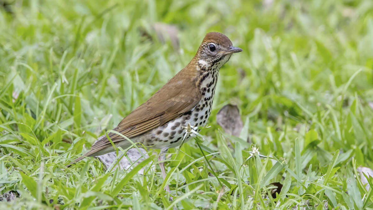 Foto de Zorzal manchado (Hylocichla mustelina), familia Turdidae, aves de Chile