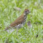 Foto de Zorzal manchado (Hylocichla mustelina), familia Turdidae, aves de Chile