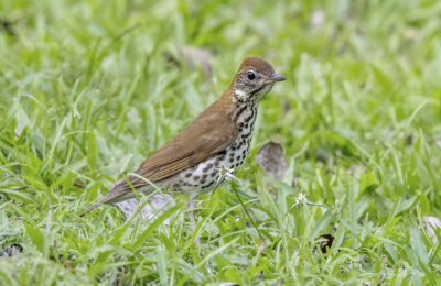 Foto de Zorzal manchado (Hylocichla mustelina), familia Turdidae, aves de Chile