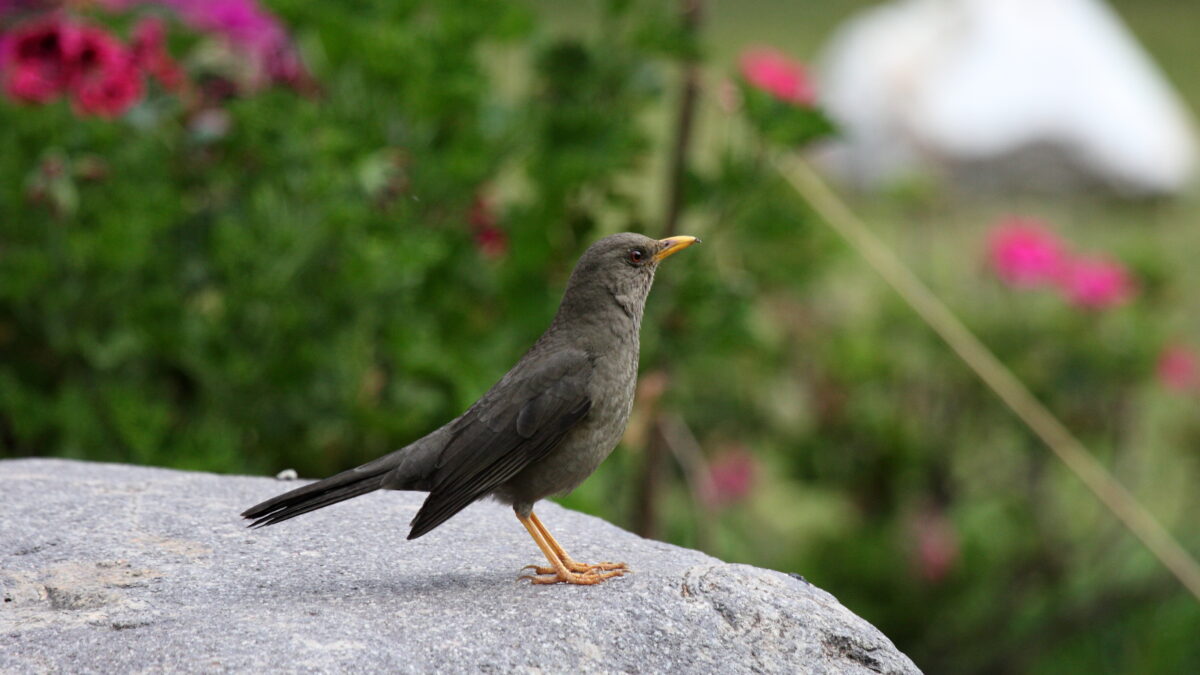 Foto de Zorzal negro (Turdus chiguanco), familia Turdidae, aves de Chile