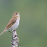 Foto de Zorzal tropical (Catharus fuscescens), familia Turdidae, aves de Chile