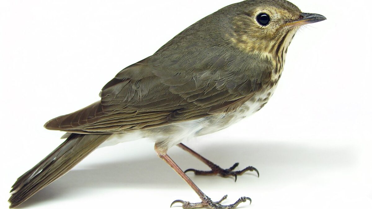 Foto de Zorzalito de Swainson (Catharus ustulatus), familia Turdidae, aves de Chile